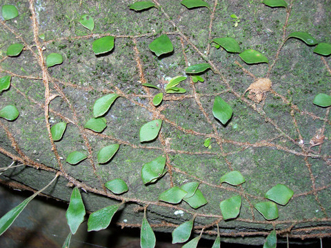 Pyrrosia rupestris (Rock Felt Fern) (alternate view 7)