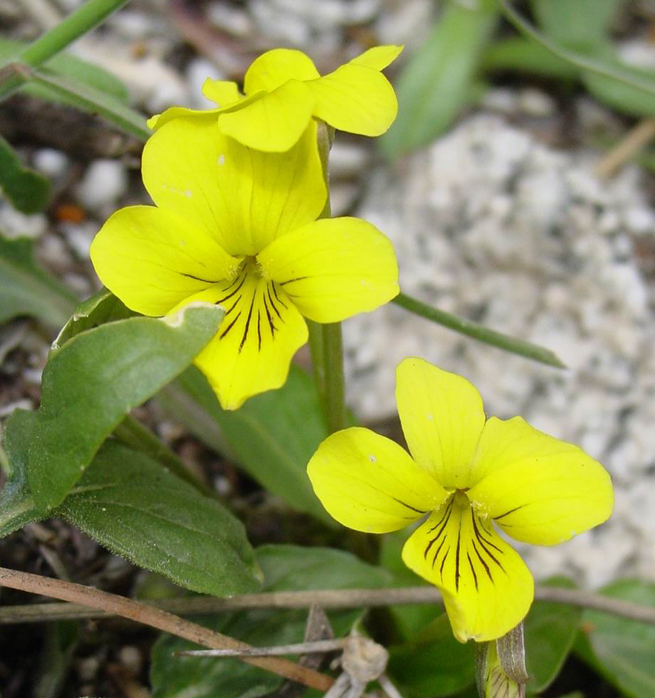 Viola purpurea (Goosefoot violet) (alternate view 9)