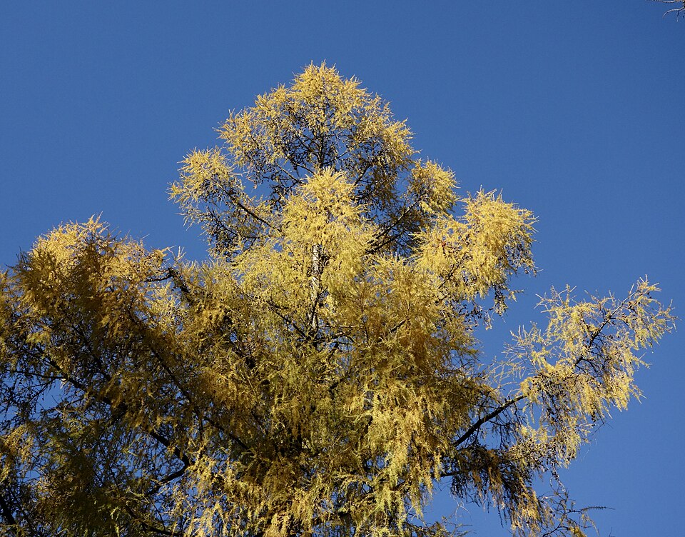 Larix decidua 'Pendula' (Weeping European Larch) (alternate view 4)
