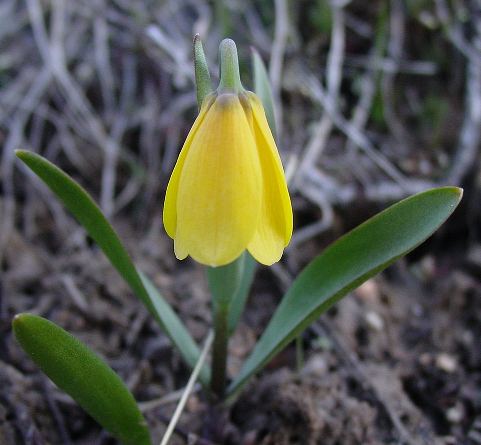 Fritillaria pudica (yellow fritillary) (alternate view 7)