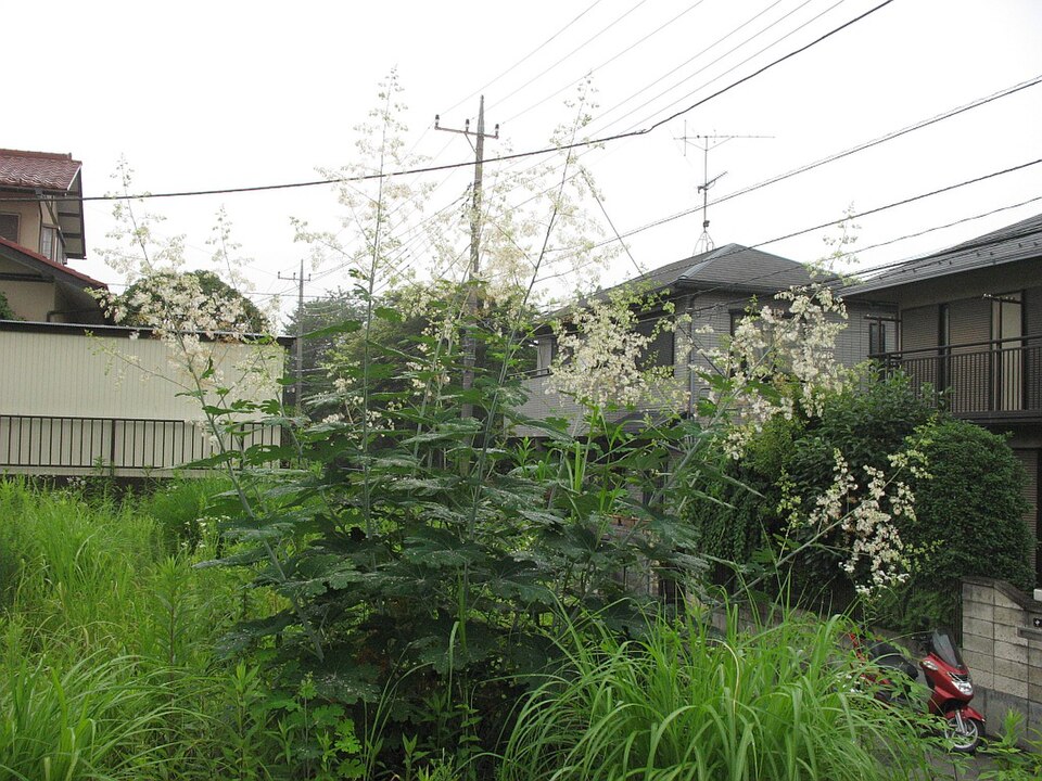Macleaya cordata (plume poppy) (alternate view 6)