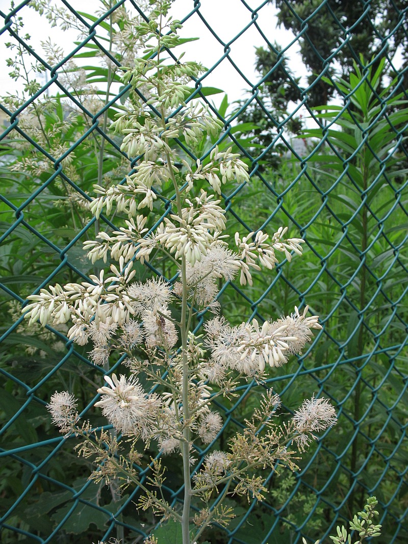 Macleaya cordata (plume poppy) (alternate view 7)