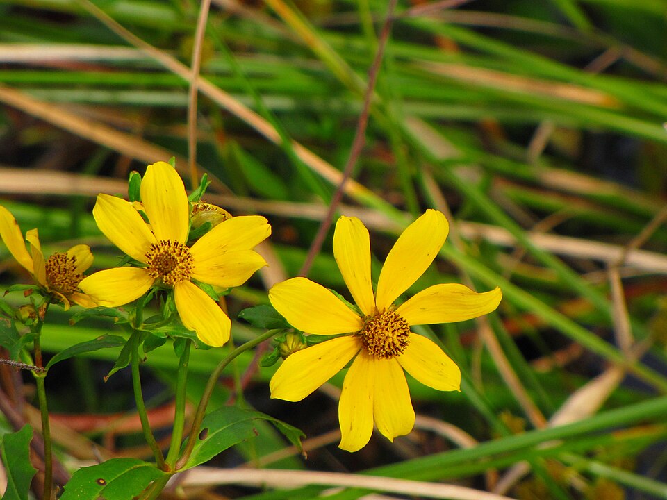 Bidens laevis (Smooth Beggarticks) (alternate view 3)