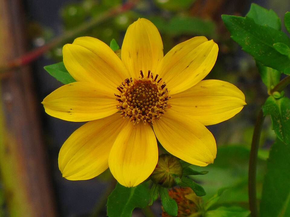 Bidens laevis (Smooth Beggarticks) (alternate view 4)