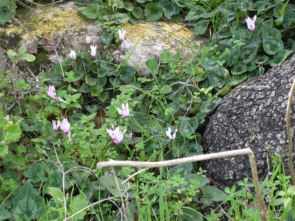 Cyclamen persicum (Florist's Cyclamen) (alternate view 9)