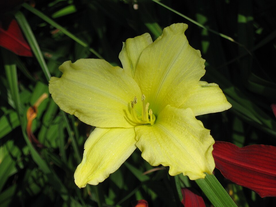Hemerocallis × 'Happy Returns' (Happy Returns Daylily)