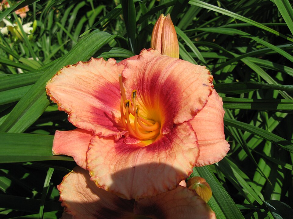 Hemerocallis 'Strawberry Candy' (Strawberry Candy Daylily)