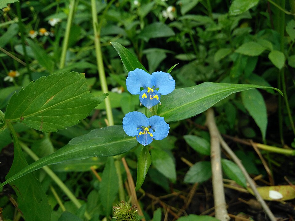 Commelina (dayflowers) (alternate view 4)