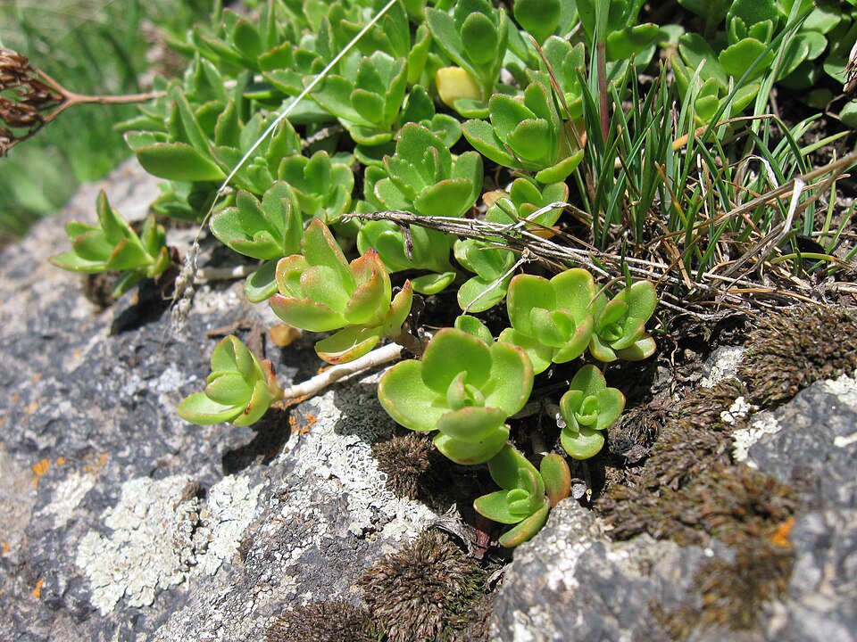 Phedimus (False Stonecrops) (alternate view 5)