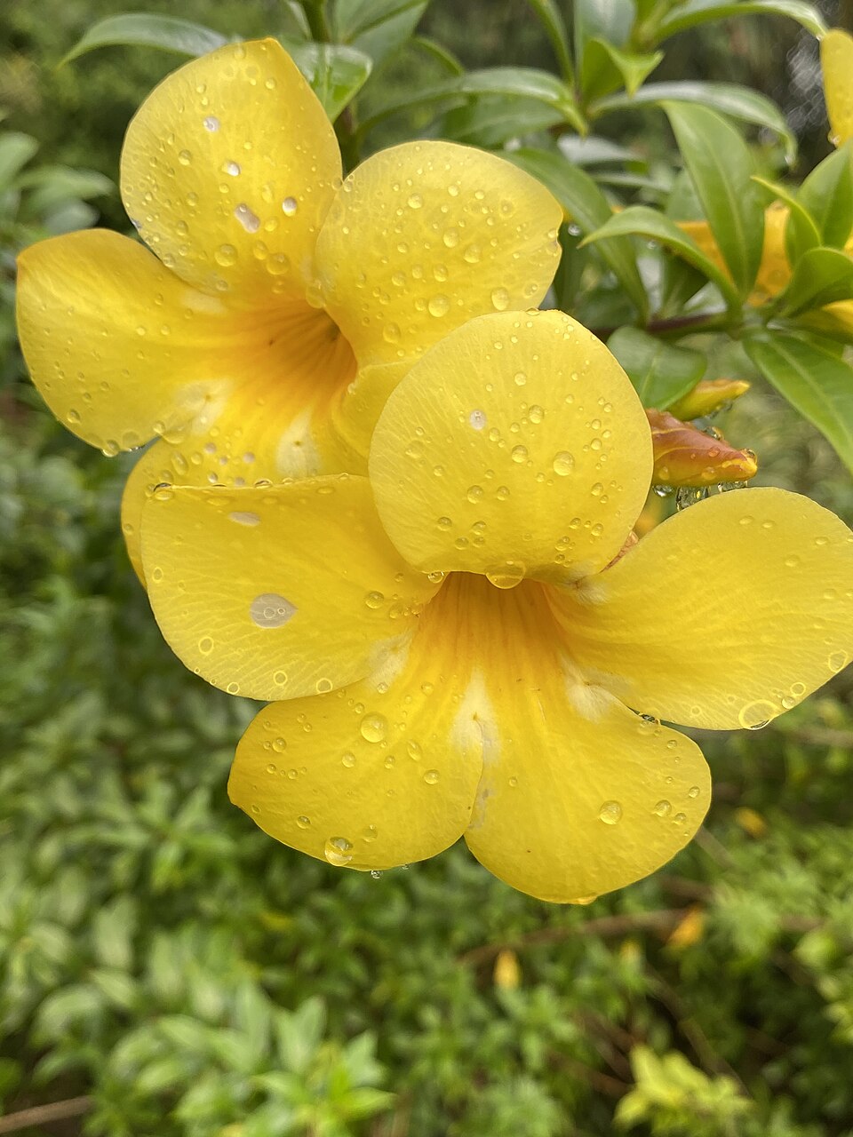 Allamanda (alternate view 7)