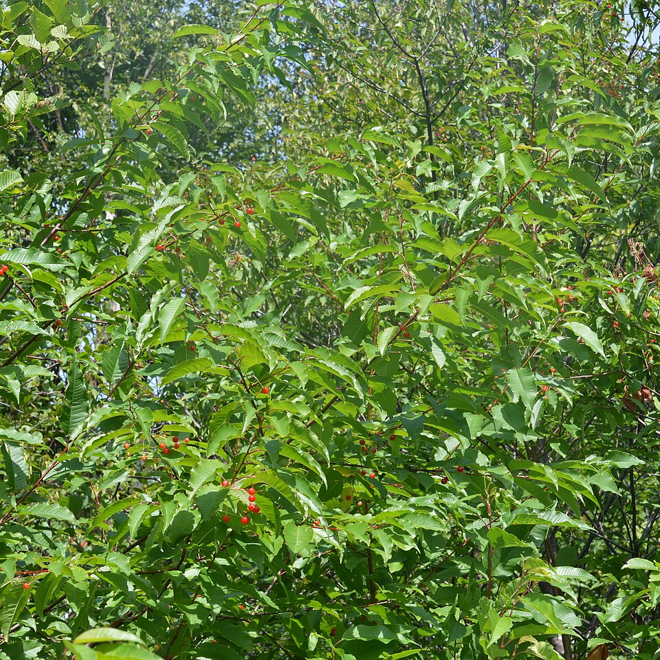 Prunus pensylvanica (fire cherry) (alternate view 8)