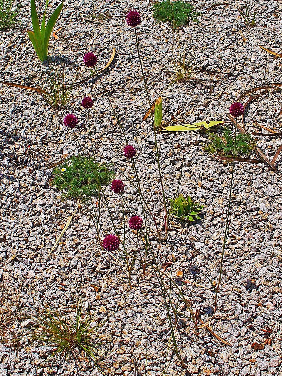 Allium sphaerocephalon (Drumstick Allium) (alternate view 5)