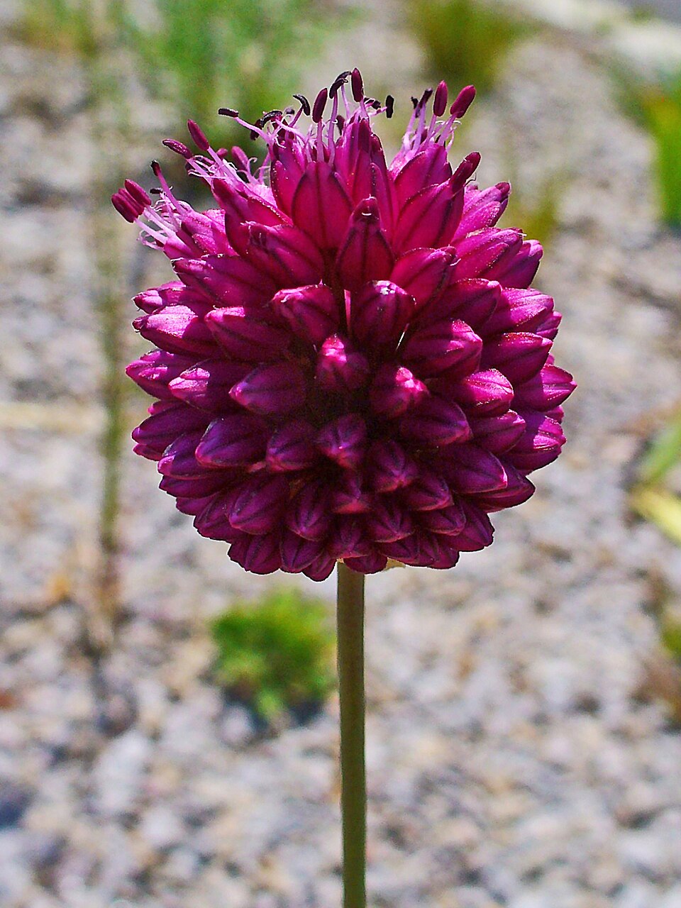 Allium sphaerocephalon (Drumstick Allium) (alternate view 6)