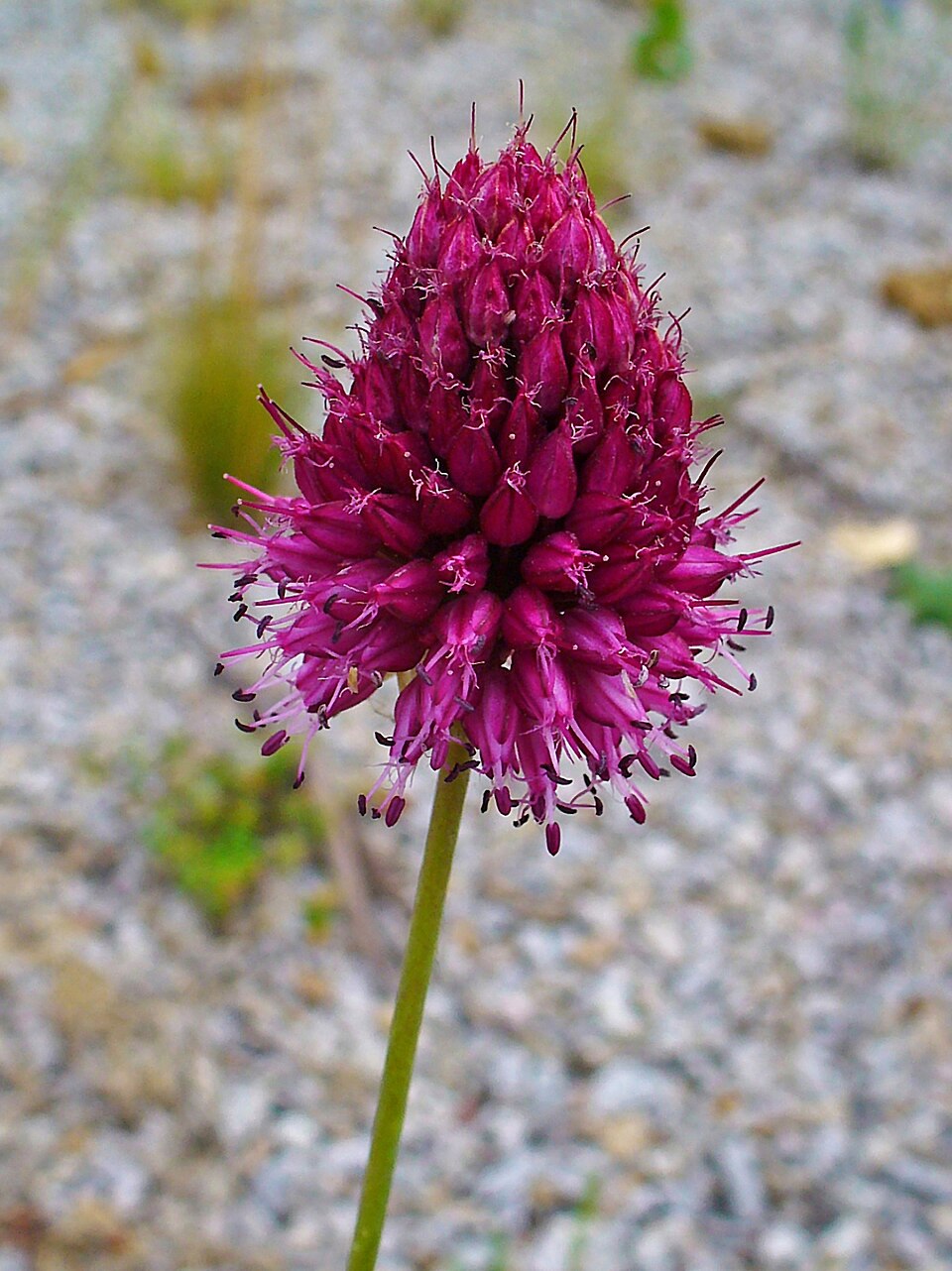 Allium sphaerocephalon (Drumstick Allium) (alternate view 7)