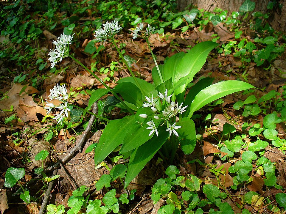 Allium ursinum (Ramsons)
