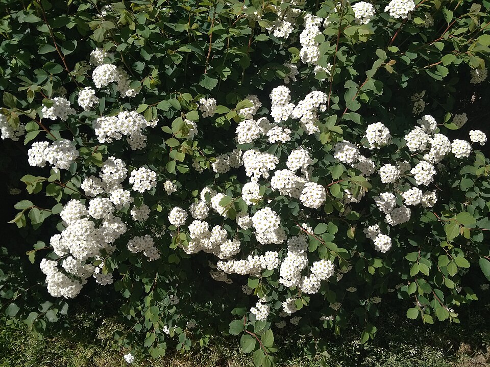 Spiraea (meadowsweets) (alternate view 7)