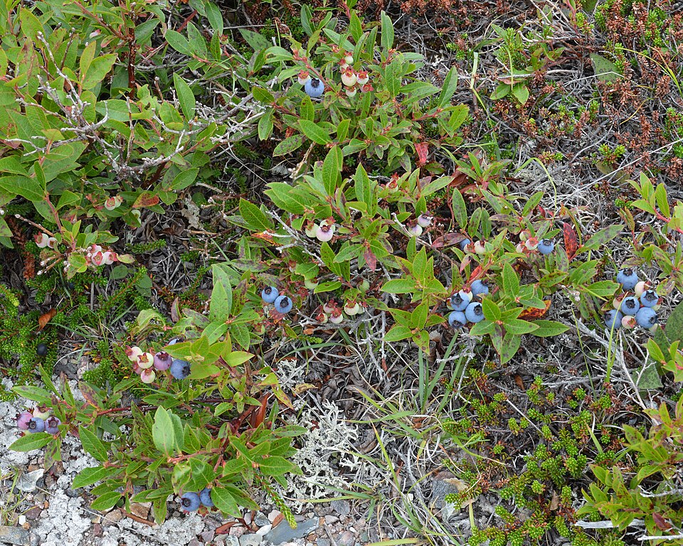 Vaccinium angustifolium (lowbush blueberry)