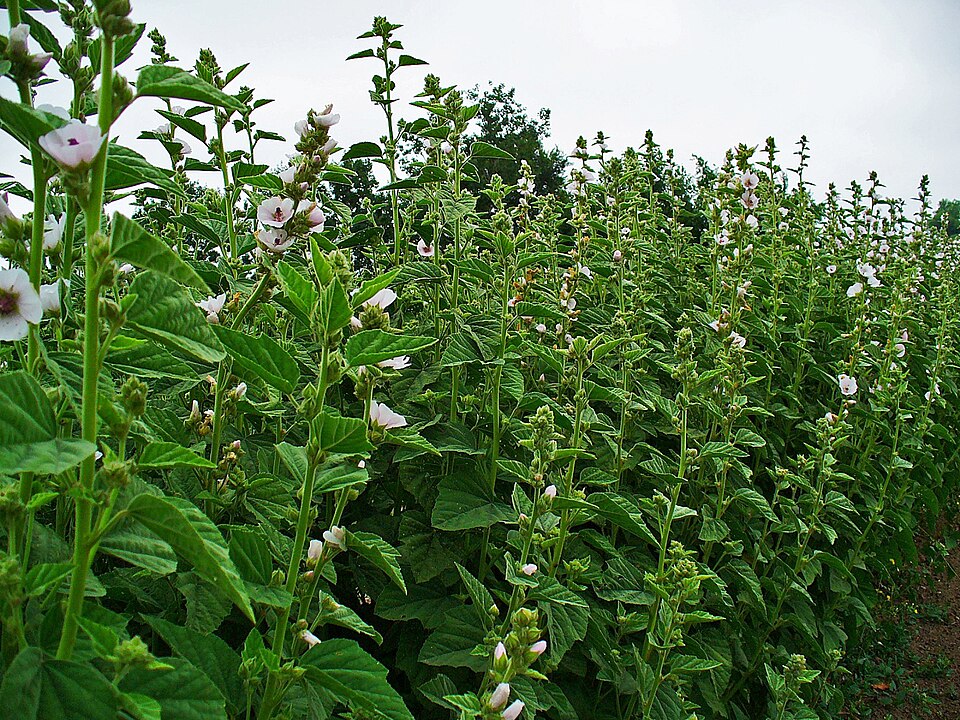 Althaea officinalis (marsh mallow) (alternate view 8)
