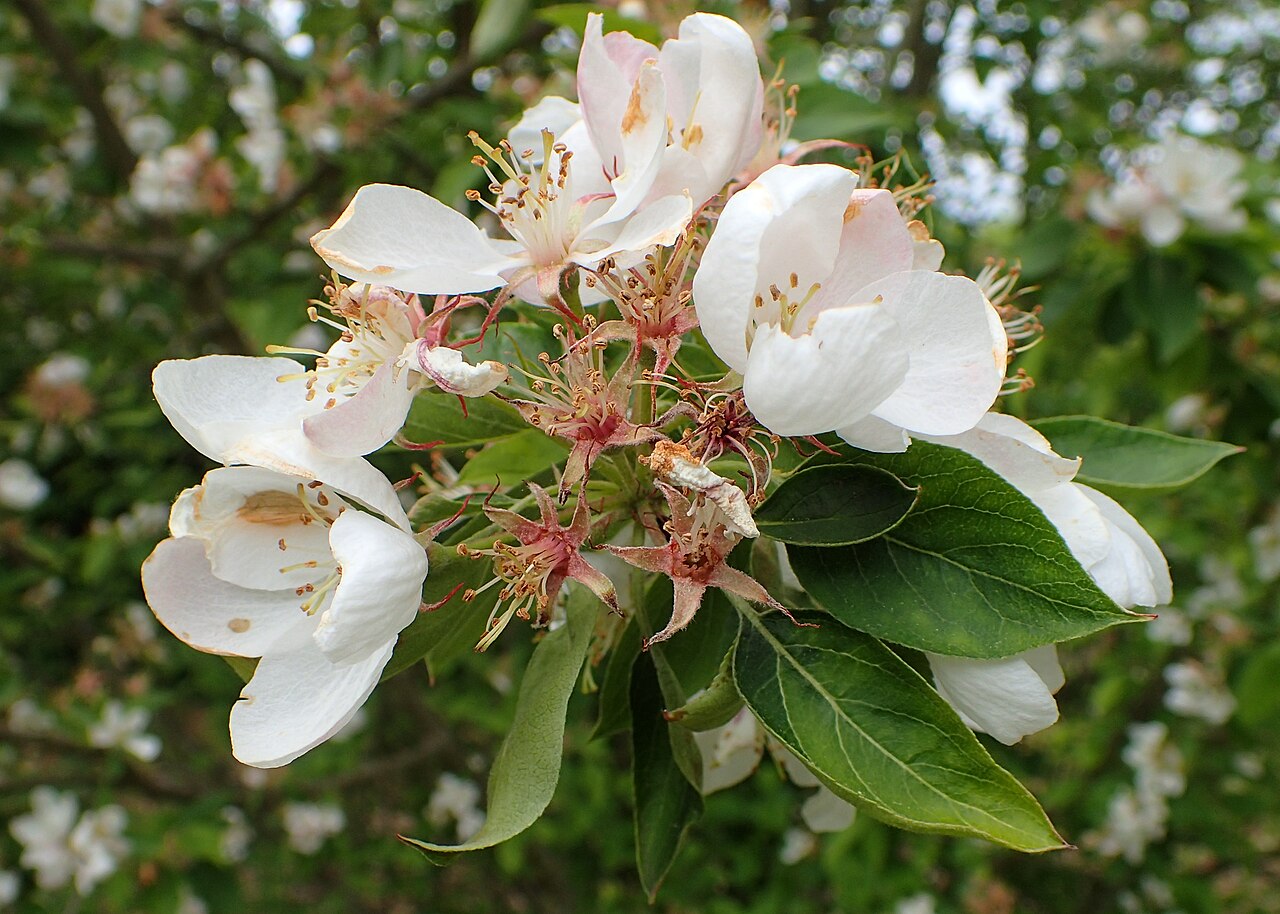 Malus spectabilis, Chinese flowering crabapple — upright deciduous (Rosaceae) (image 6 of 10)