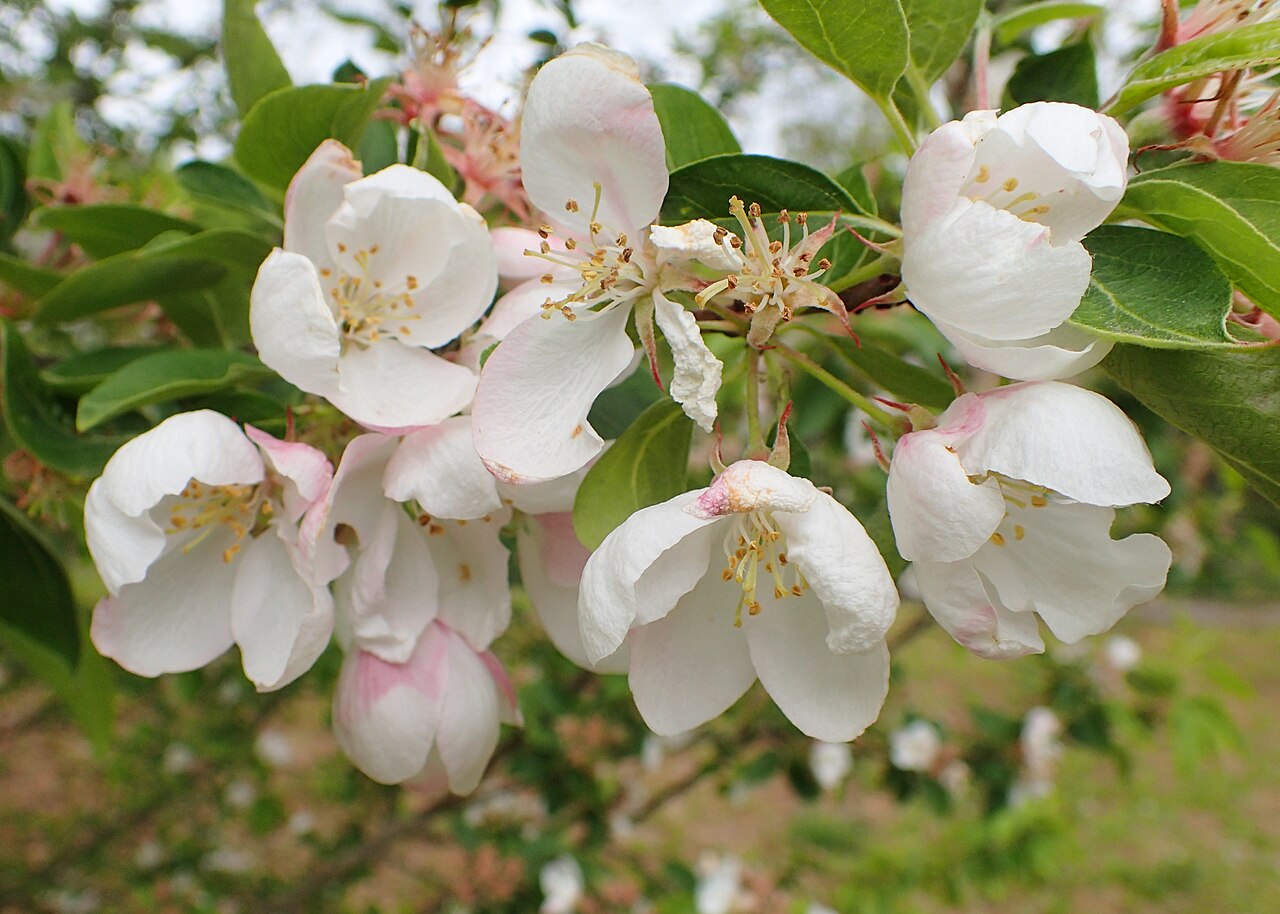 Malus spectabilis, Chinese flowering crabapple — upright deciduous (Rosaceae) (image 7 of 10)