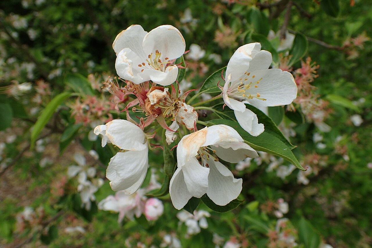 Malus spectabilis, Chinese flowering crabapple — upright deciduous (Rosaceae) (image 8 of 10)