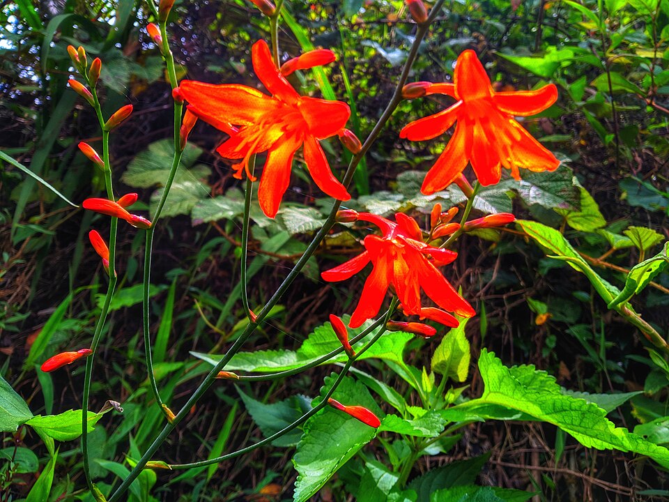 Crocosmia (Montbretias)