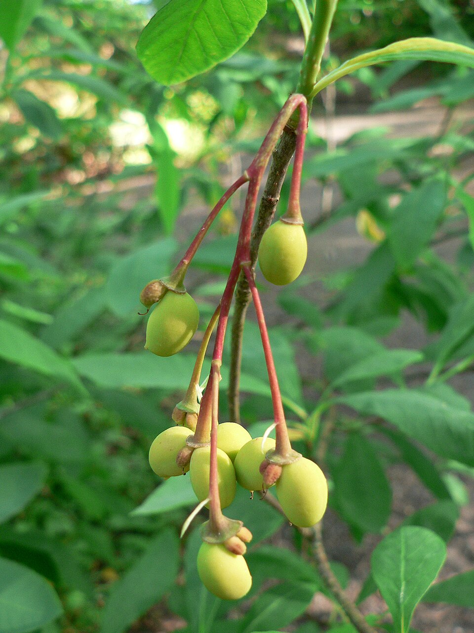 Oemleria cerasiformis (osoberry) (alternate view 7)