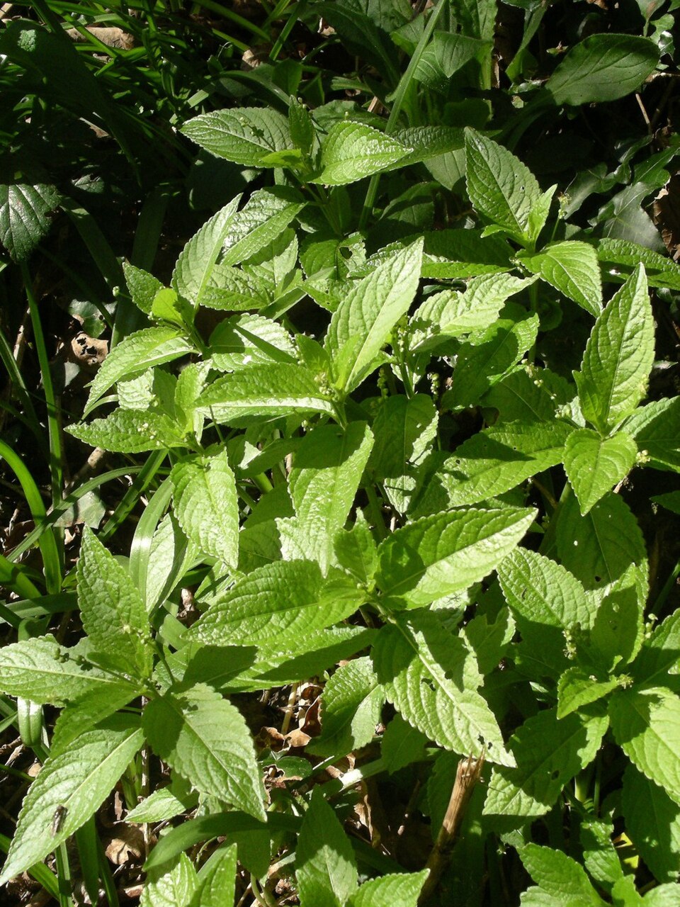Mercurialis perennis (Dog's Mercury)