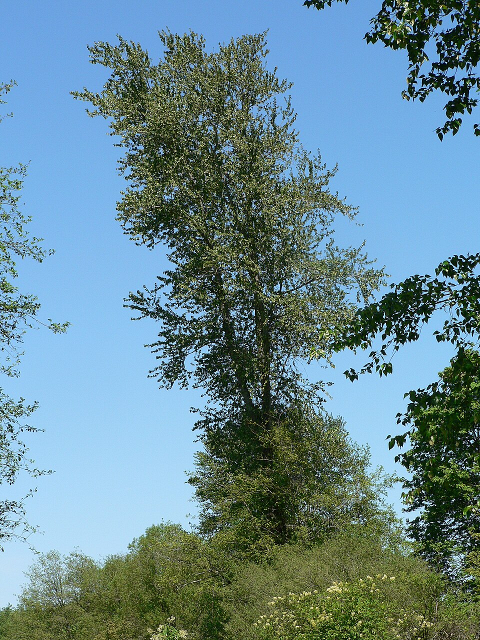 Populus trichocarpa (cottonwood)