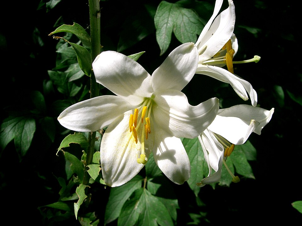 Lilium candidum (Madonna lily) (alternate view 6)