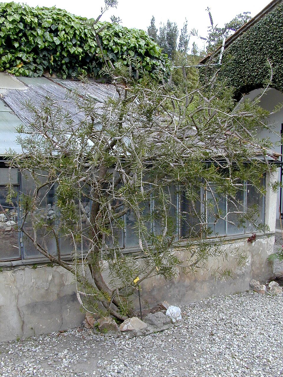 Melaleuca linearis (Narrow-leaved Bottlebrush) (alternate view 8)