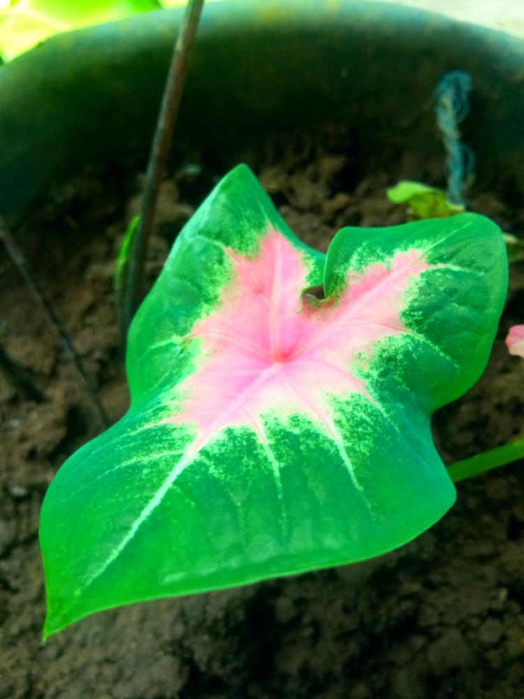 Caladium (Caladium) (alternate view 7)