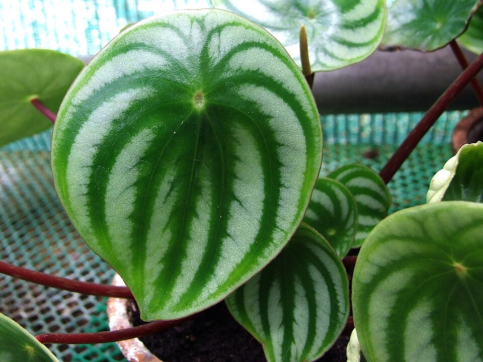 Peperomia argyreia (Watermelon Peperomia)