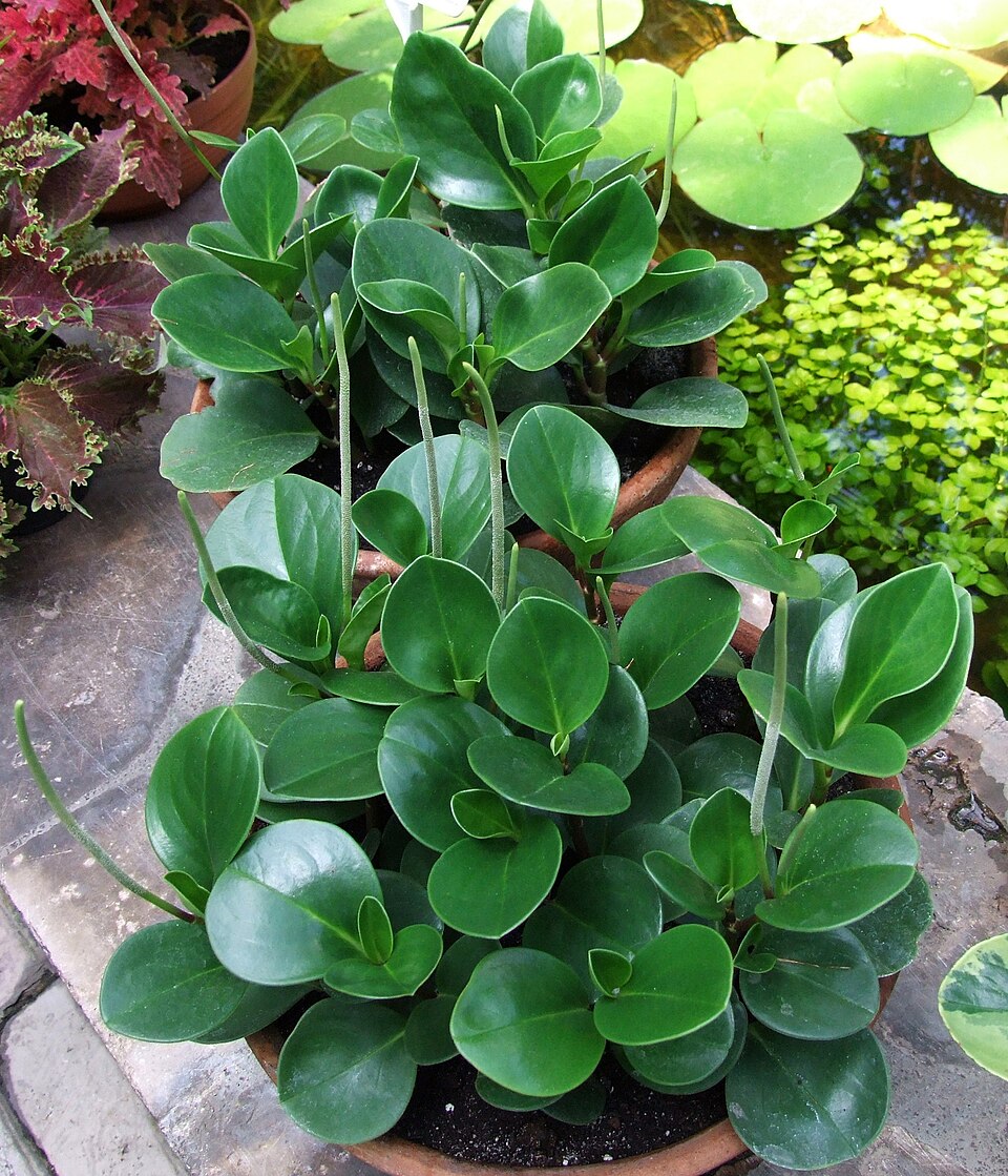 Peperomia obtusifolia (Baby Rubber Plant) (alternate view 8)
