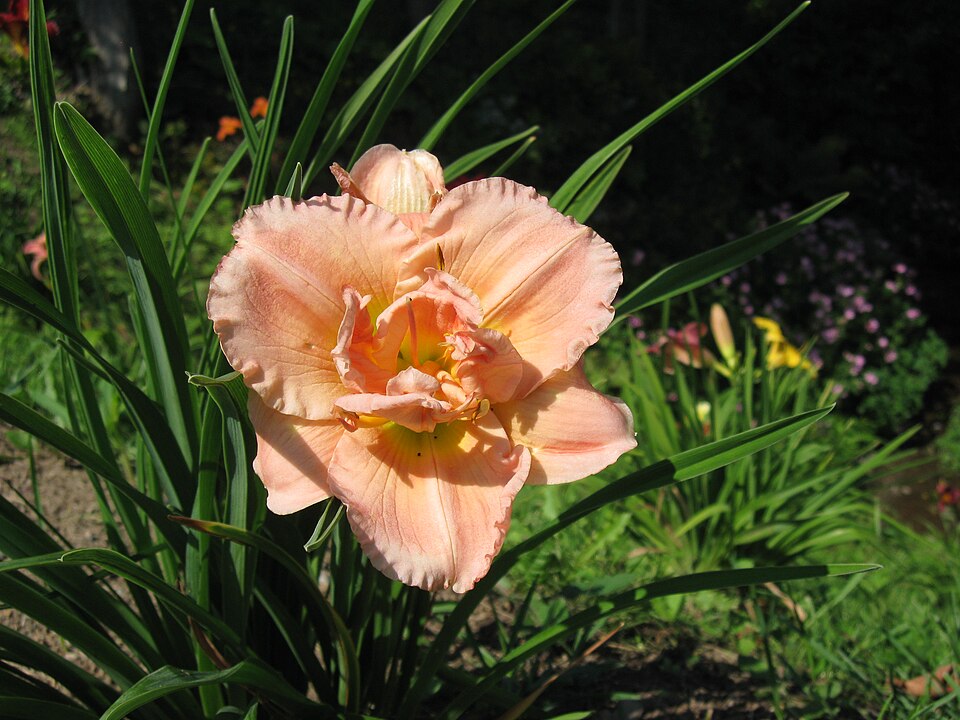 Hemerocallis 'Siloam Double Classic' (Siloam Double Classic)