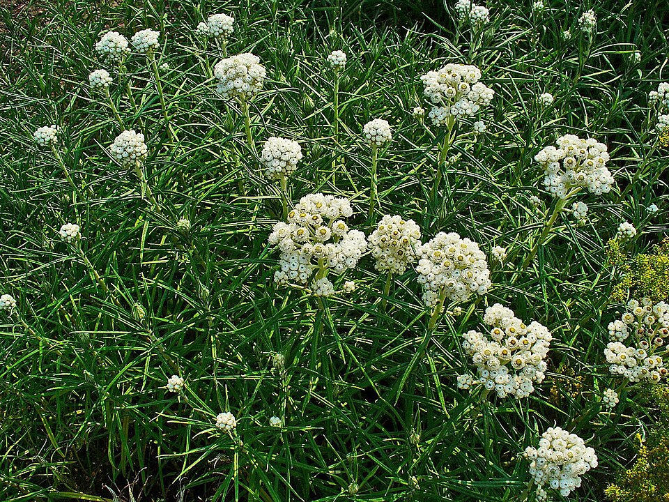 Anaphalis margaritacea (pearly everlasting) (alternate view 7)