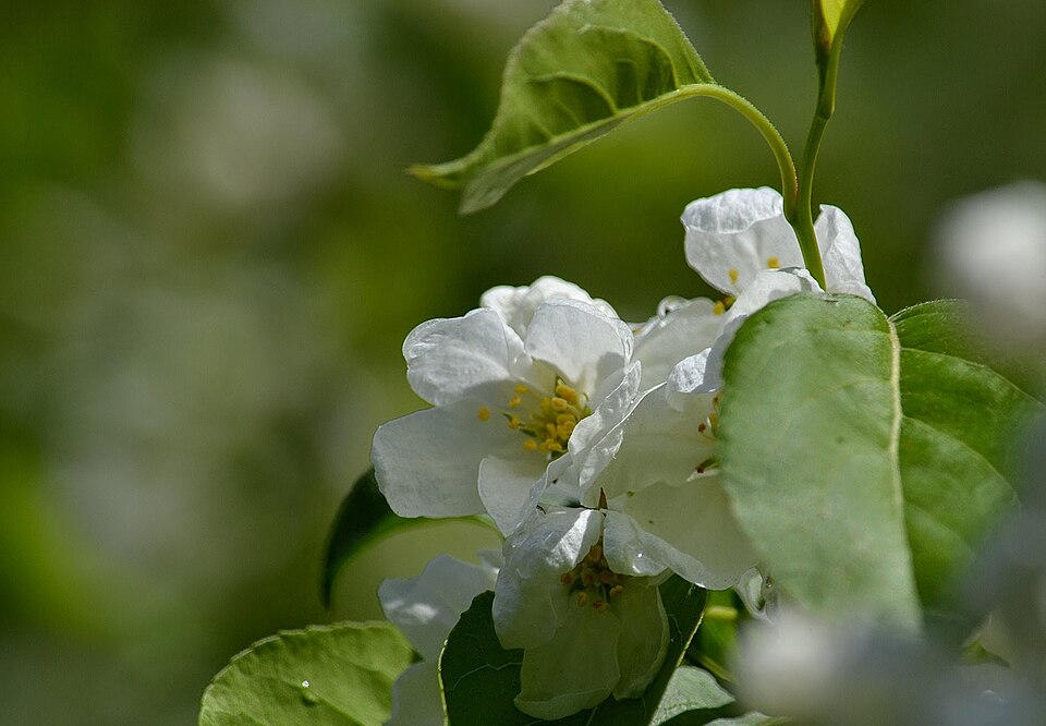 Malus baccata (Siberian crabapple) (alternate view 2)