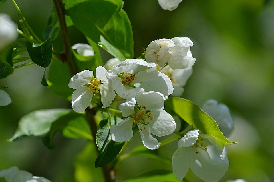 Malus baccata (Siberian crabapple) (alternate view 3)