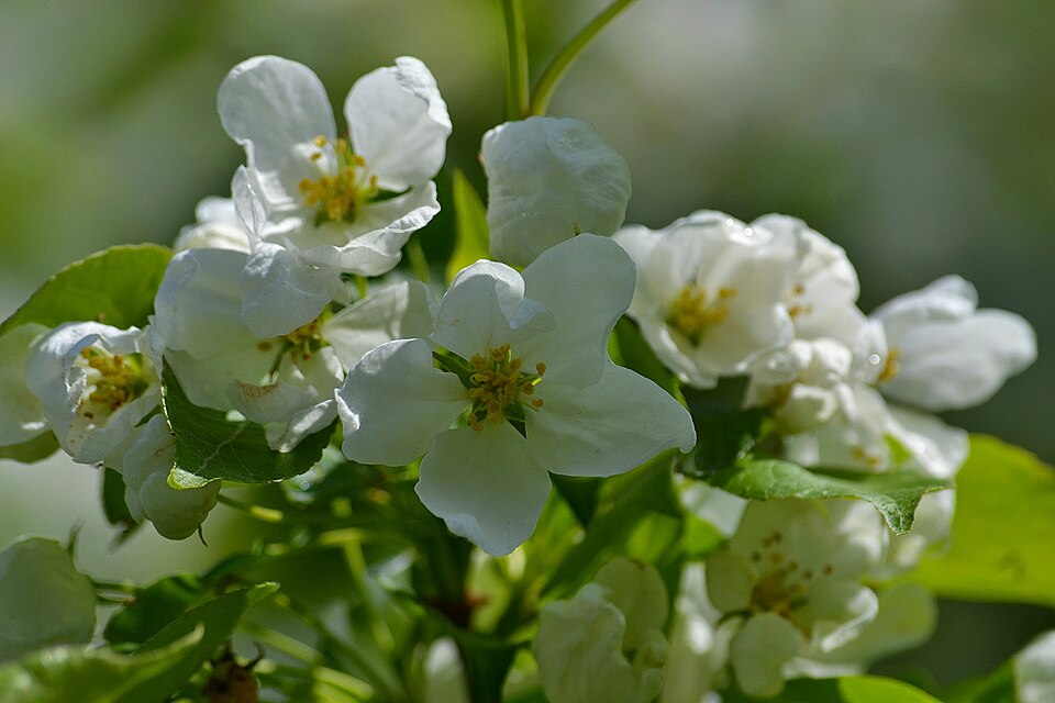 Malus baccata (Siberian crabapple) (alternate view 4)