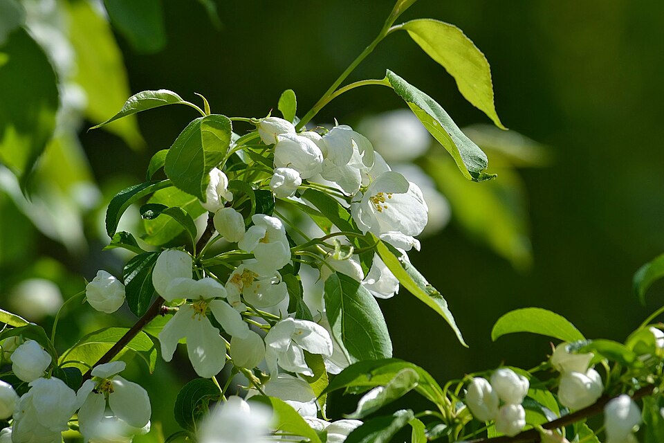 Malus baccata (Siberian crabapple) (alternate view 5)