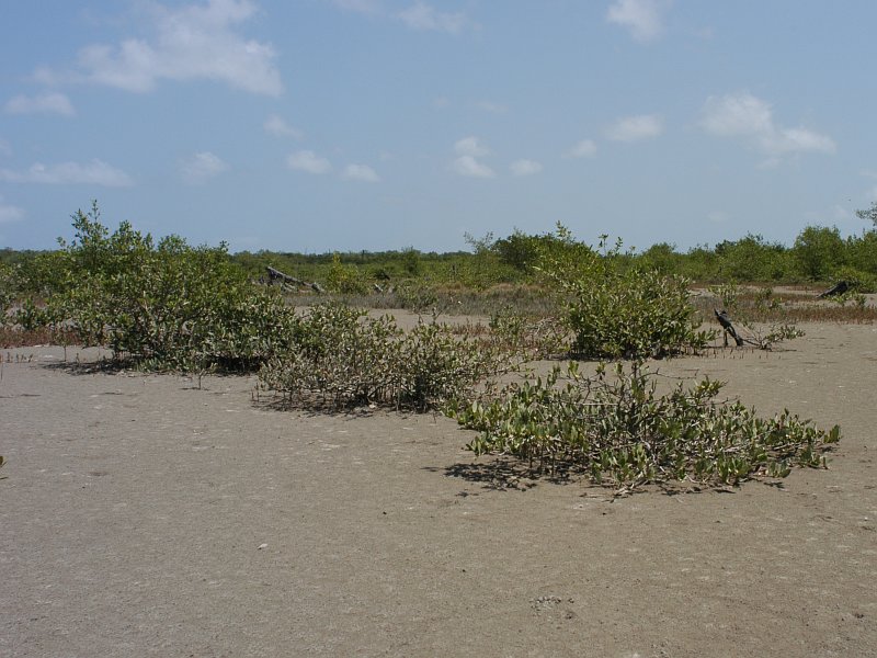 Avicennia germinans (black mangrove) (alternate view 9)