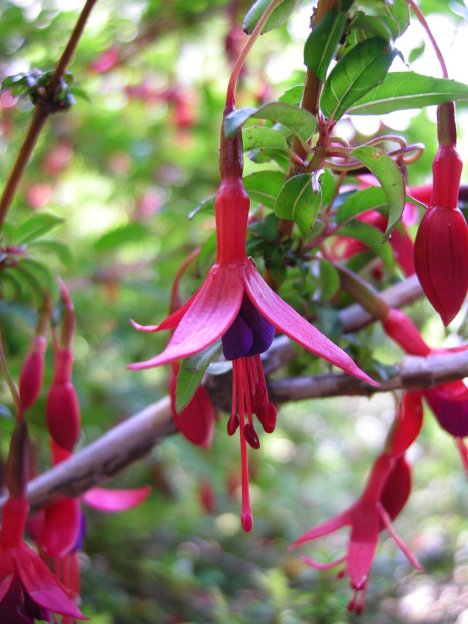 Fuchsia magellanica (hardy fuchsia)