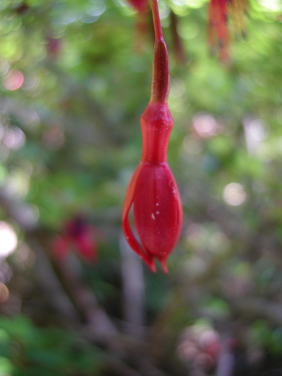 Fuchsia magellanica (hardy fuchsia) (alternate view 2)