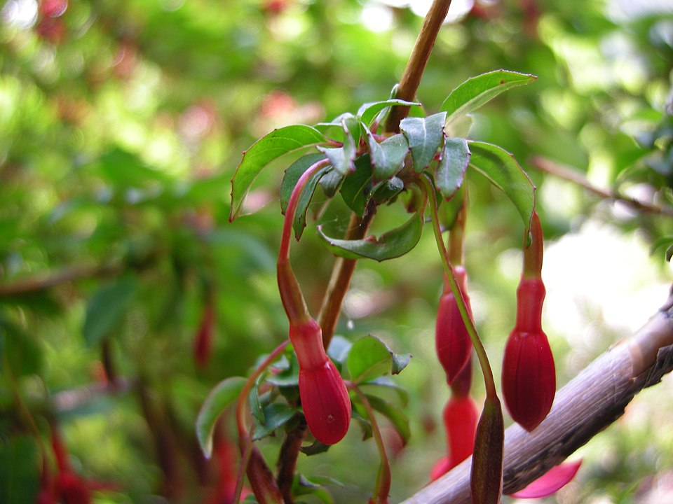 Fuchsia magellanica (hardy fuchsia) (alternate view 3)