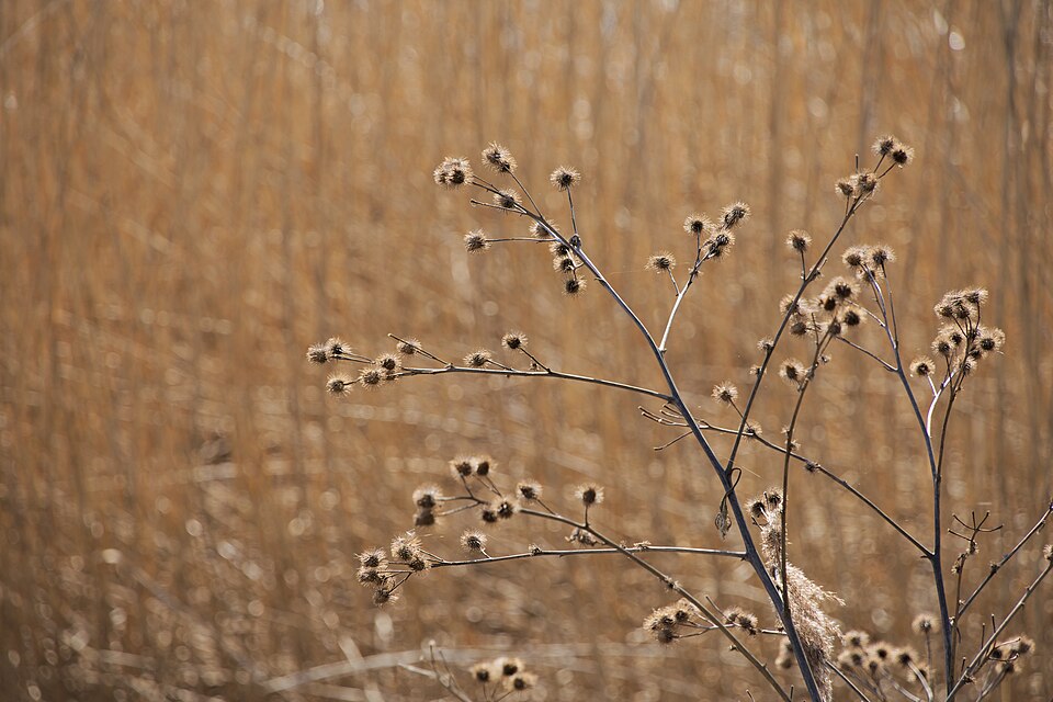 Arctium (burdocks) (alternate view 10)