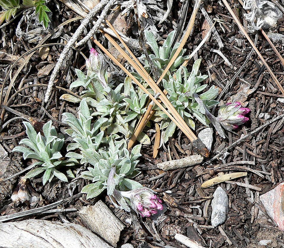 Antennaria rosea (Rosy Pussytoes)
