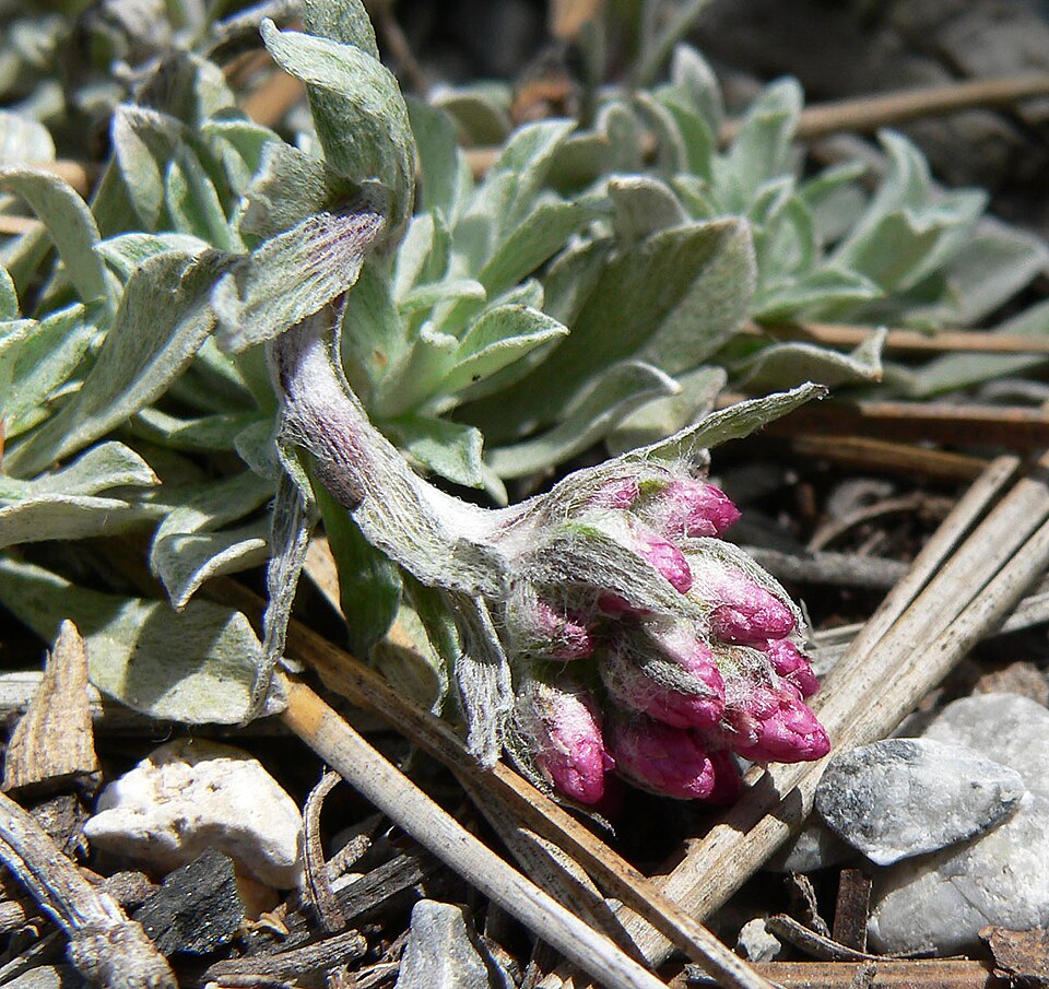 Antennaria rosea (Rosy Pussytoes) (alternate view 2)