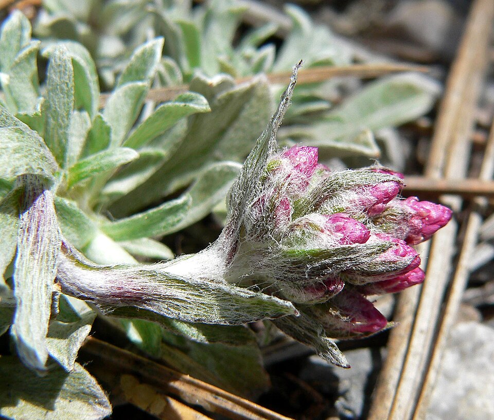 Antennaria rosea (Rosy Pussytoes) (alternate view 3)