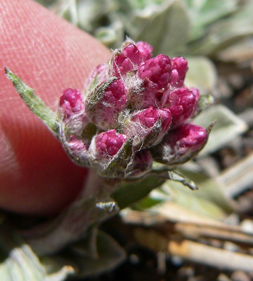 Antennaria rosea (Rosy Pussytoes) (alternate view 4)