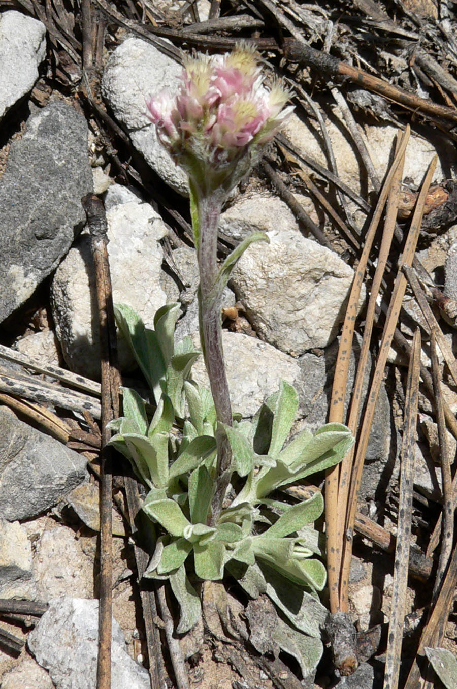 Antennaria rosea (Rosy Pussytoes) (alternate view 5)